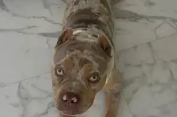 Пропала собака, Сочи, Кутаисская 24