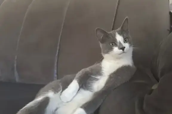 Кошки потеряшки, , фото: Потеряшка кошка, Черниговская ул., 22