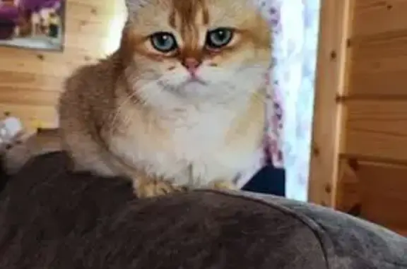 Кошки потеряшки, Кратово, фото: Потеряшка кошка, ул. Чехова, Кратово