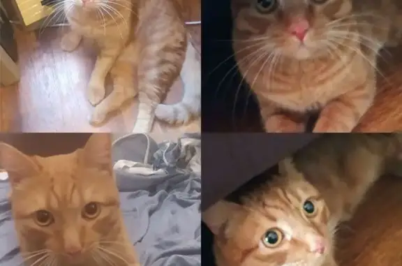 Кот найден: ул. 40 Лет Победы, д.2