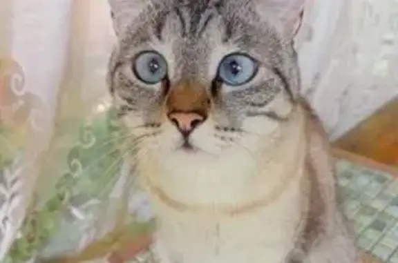 Кошки потеряшки, , фото: Потеряшка кошка в Набережных Челнах