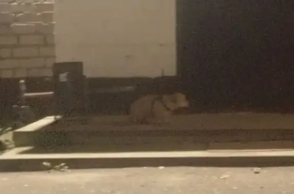 Найдена собака, Кострома, фото: Собака найдена на Костромской, Кострома