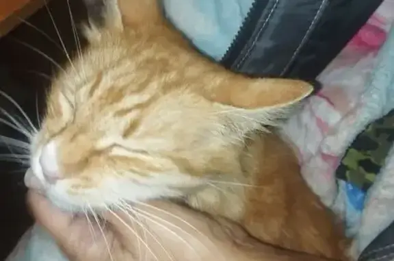 Найдена кошка, Курганинск, фото: Кошка найдена: Коммунистическая 221, Курганинск