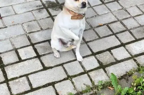 Найдена собака, , фото: Чихуахуа найдена: 32, Миронцево