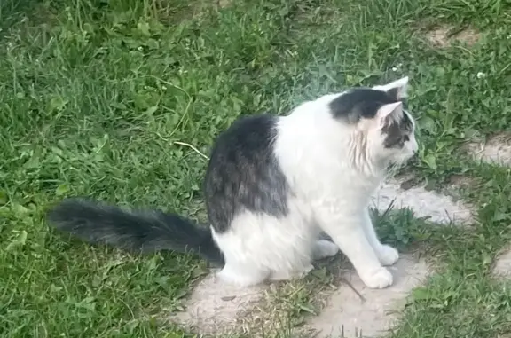 Кошки потеряшки, , фото: Потеряшка кошка, Ново-Подгорная 18, Зеленодольск