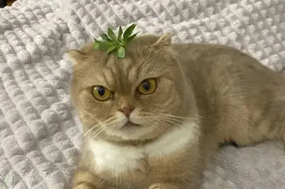 Кошки потеряшки, Киров, фото: Потеряшка кошка, Октябрьский пр-т, 56А