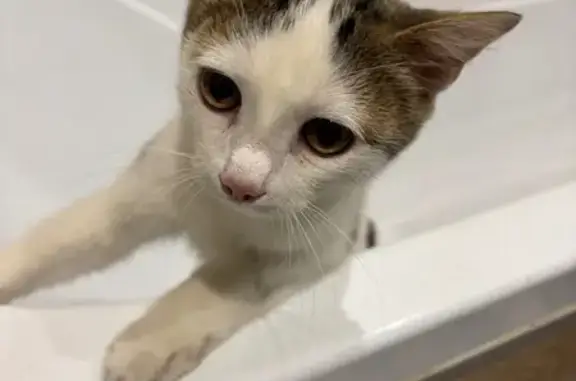 Кошка найдена на пр. Красноярский рабочий