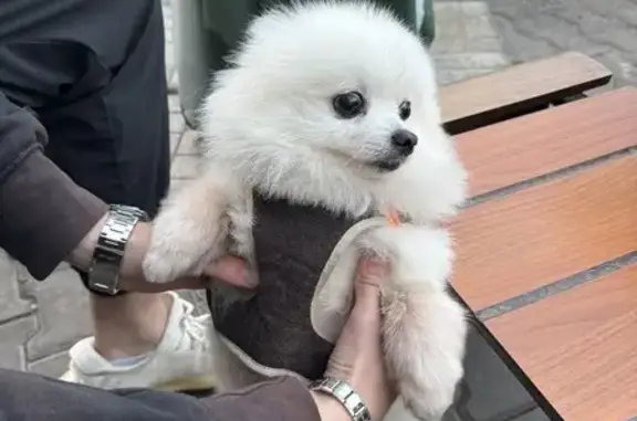 Собака найдена, ул. Льва Толстого, Хабаровск