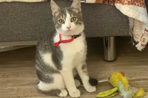 Найдена кошка, Ростов-на-Дону, фото: Кошка найдена: 2-я Обзорная ул., 83, Ростов-на-Дону