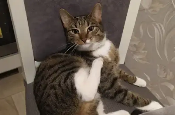 Пропала кошка в Светлогорске