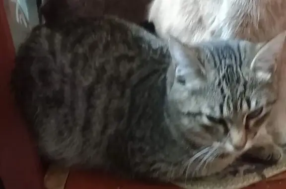 Пропала кошка, ул. Кирова 61, Краснослободск