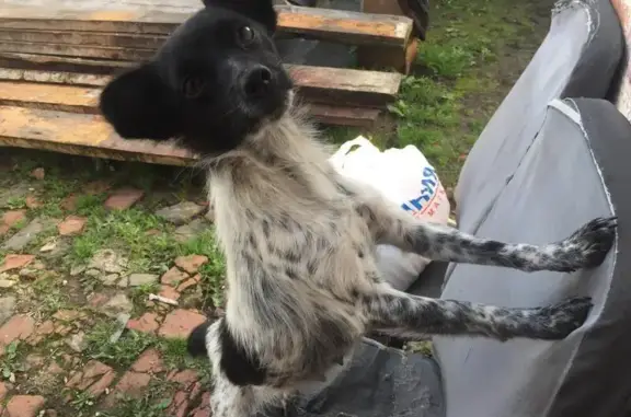 Собаки потеряшки, Брянская область, фото: Потеряшка собака в Запольских Халеевичах