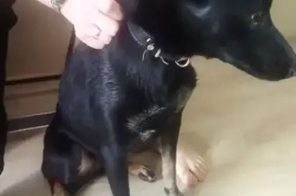 Найдена собака, Екатеринбург, фото: Найдена собака, Академическая 7, Екб