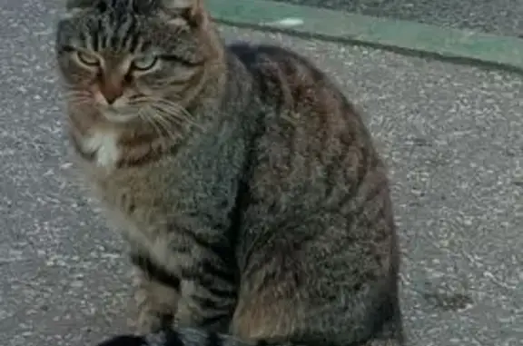 Кошка найдена, ул. Спутника, Н. Новгород