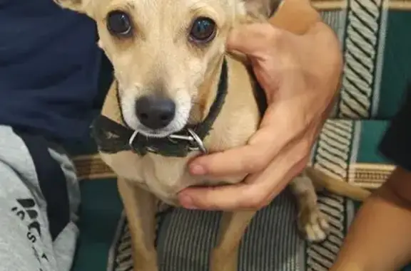 Найдена собака, , фото: Найдена собака, Куюки, Татарстан