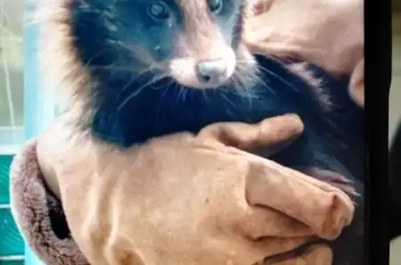 Енот найден в Нижнем Тагиле, С...