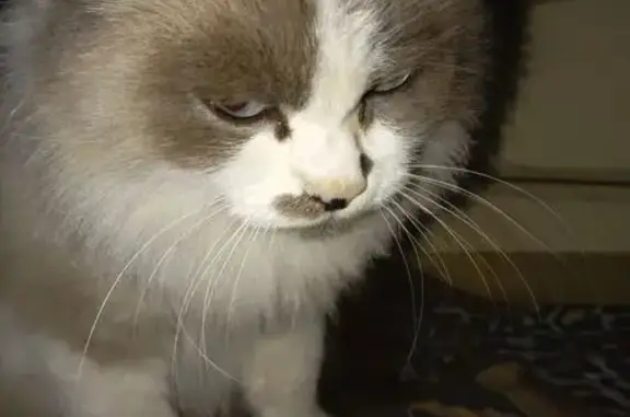 Найденные животные Ачинск, фото: Найдена тайская кошка, Ачинск