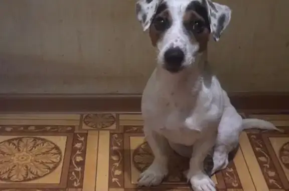 Собаки потеряшки, Сочи, фото: Потеряшка собака на Цюрупы, 8, Сочи