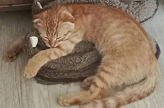 Пропала кошка, ул. Буровиков, Отрадный