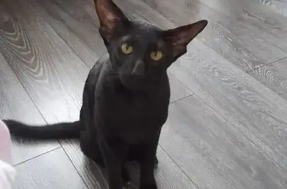 Кошки потеряшки, Владимирская область, фото: Потеряшка кошка, Пекша, Владимирская обл.