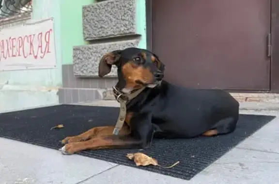 Собака найдена: ул. Бутина 101, Чита