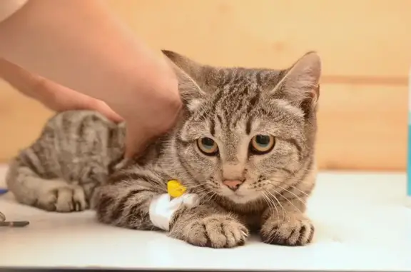 Кошки потеряшки, , фото: Котенок пропал: Больничная ул., 52А