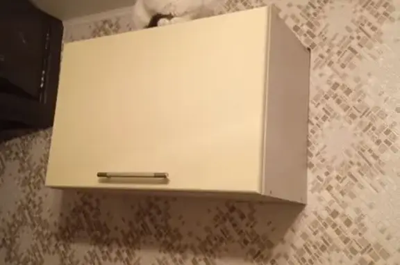 Кошки потеряшки, , фото: Потеряшка кошка, Малошильнинское СП, Татарстан