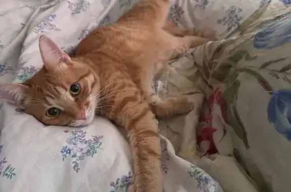 Пропала кошка, Федоровский пер., 11