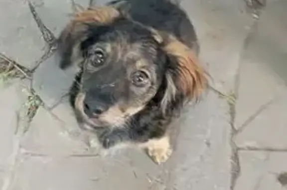 Пропала собака, Шахты, Мечникова 51А