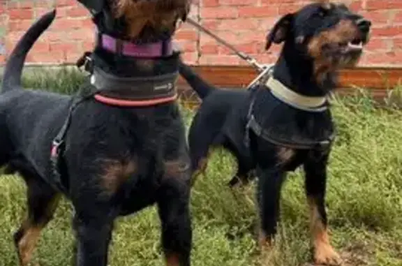 Пропала собака, Набережная 30, Мерзляки