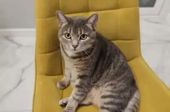 Кошки потеряшки, Путевка, фото: Потеряшка кошка, Мичуринская 19, Путёвка