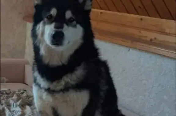 Пропала собака в Истре, МО