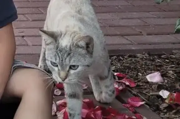 Пропала кошка на Галеева 18, Казань