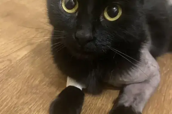 Кошка с травмой найдена на Поперечно-Базарной