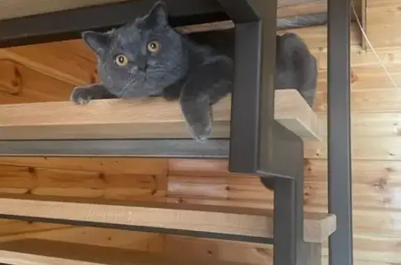 Собаки потеряшки, , фото: Потеряшка кот, ул. Шейна, 74, Смоленск