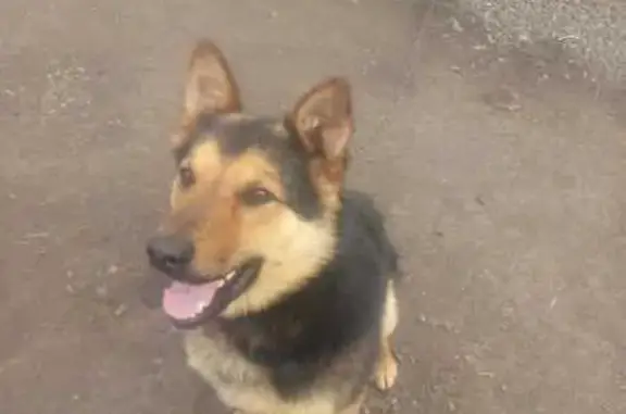 Пропала собака, ул. Крамского 27, Кемерово