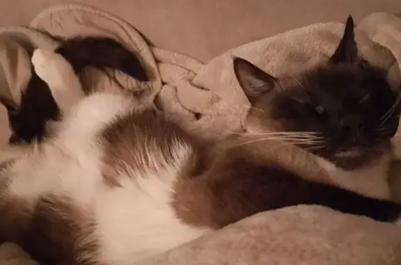 Кошки потеряшки, Санкт-Петербург, фото: Потеряшка кошка, Днепропетровская ул., 6