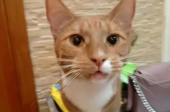 Пропал кот Лео, Тверь, ул. 20.