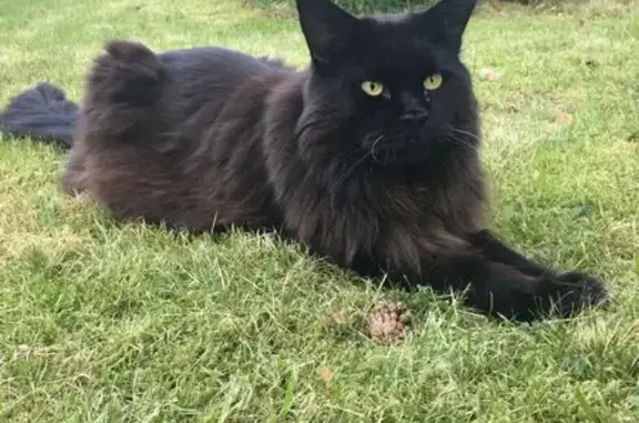 Кошки потеряшки, Рощино, фото: Потеряшка кошка, Красноармейская 27, Рощино