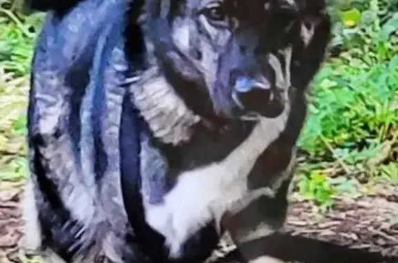 Пропала собака Арчи, Уссурийская 10