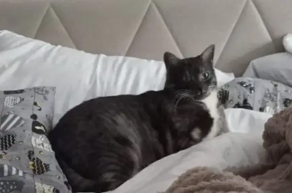 Кошки потеряшки, Щербинка, фото: Потеряшка кошка, Юбилейная ул. 10, Щербинка