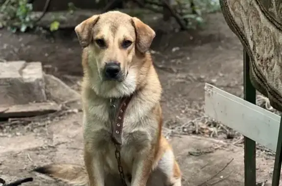 Пропала собака в районе рынка Атлант