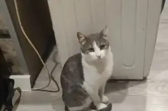 Кошки потеряшки, Санкт-Петербург, фото: Потеряшка кошка, пр. Большевиков, 13 к3