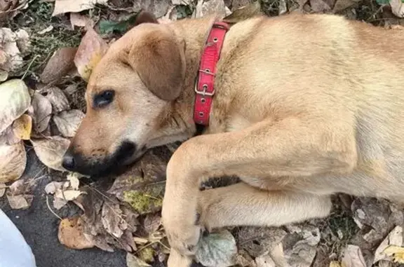 Собака найдена: ул. Богатырёва, 5Б, Казань