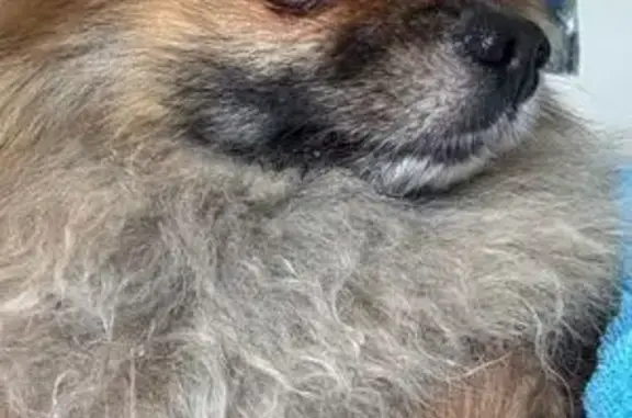 Найдена собака, Московская область, фото: Собака найдена: Тропарёво, МО