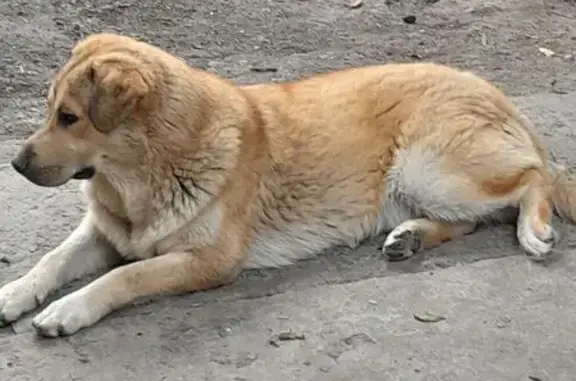 Пропала собака в Ростове-на-Дону