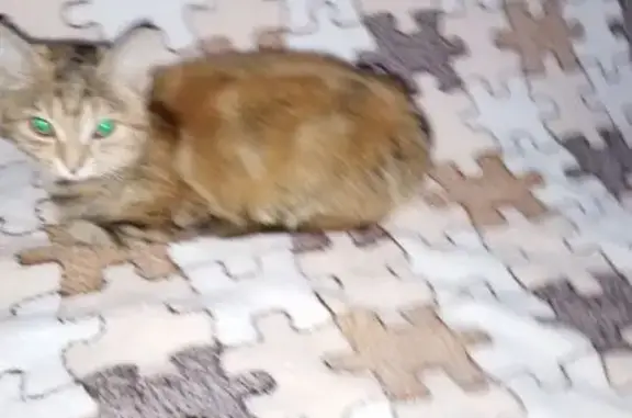 Найденные животные Лесной, фото: Красивая кошка найдена на Коммунистическом, 3