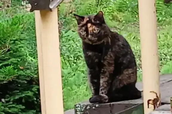 Пропала кошка, ул. Суворова 28А, Йошкар-Ола