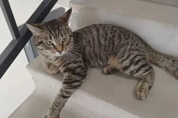 Найдена кошка, Казань, фото: Найдена кошка, ул. Ахмерова 5, Казань