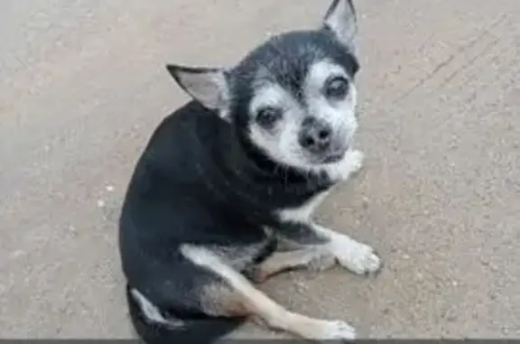 Найдена собака, Санкт-Петербург, фото: Собака найдена, Дворцовая пл., СПб